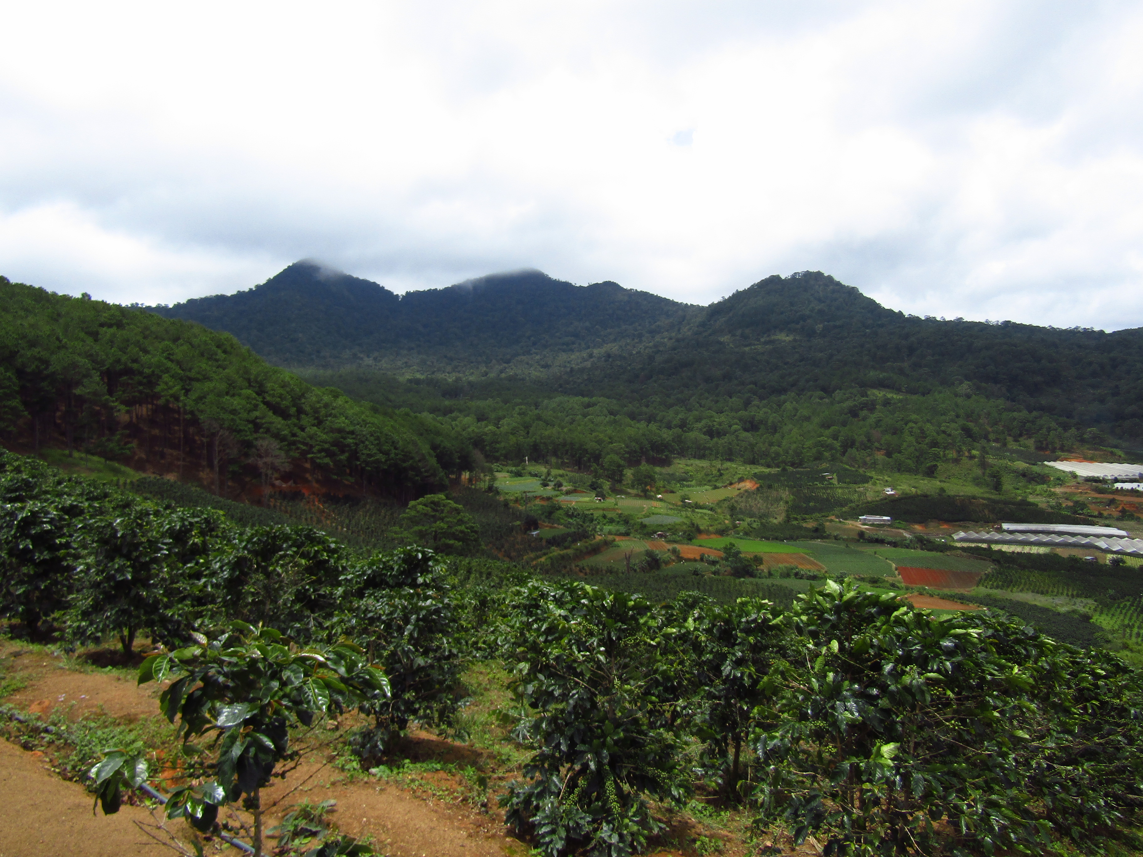 Lang Biang Mountain and coffee plantations in the foreground